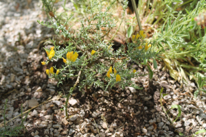 GENISTA PULCHELLA VIS. SSP. PULCHELLA – KAMENJARSKA ŽUTILOVKA