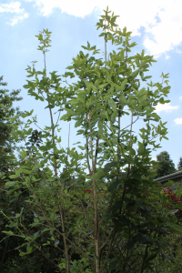 LABURNUM ALPINUM (MILL.) BERCHT. ET J. PRESL – PLANINSKI NEGNJIL
