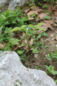 LABURNUM ANAGYROIDES MEDIK. SSP. ALSCHINGERI (VIS.) HAYEK – ALŠINGEROV NEGNJIL