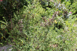 CHAMAECYTISUS HIRSUTUS (L.) LINK – DLAKAVA ŽUĆICA