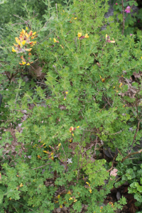 CHAMAECYTISUS AUSTRIACUS (L.) LINK – AUSTRIJSKA ŽUĆICA
