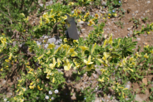 CHAMAECYTISUS SUPINUS (L.) LINK – ISPRUŽENA ŽUĆICA