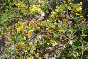 CHAMAECYTISUS FALCATUS (WALDST. ET KIT.) HOLUB – TREPAVIČAVA ŽUĆICA