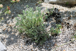 CHAMAECYTISUS SPINESCENS  (C. PRESL) ROTHM. SSP. ALA-VENTI RADIĆ – BURINA ŽUKICA