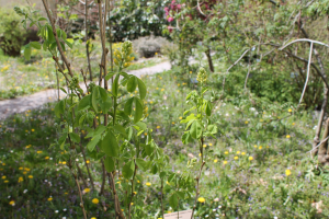 PETTERIA RAMENTACEA  (SIEBER) C. PRESL – TILOVINA
