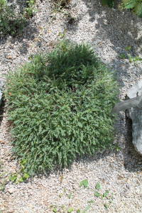 ASTRAGALUS CROATICUS ALEGRO, BOGDANOVIĆ, BRULLO ET GIUSSO – HRVATSKI KOZLINAC