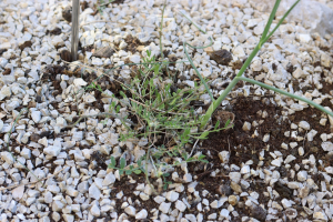 ASTRAGALUS MUELLERI STEUD. ET HOCHST. – KRČKI KOZLINAC
