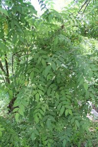 SORBARIA  KIRILOWII (REGEL ET TILING) MAXIM. - KINESKA SORBARIJA