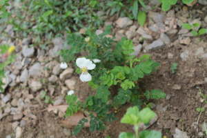 ROSA SPINOSISSIMA L. – TRNOVITA RUŽA
