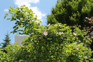 ROSA CORYMBIFERA BORKH. – GRMASTA RUŽA