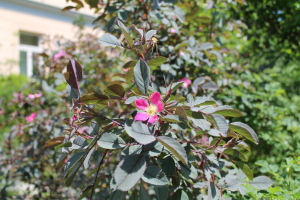 ROSA GLAUCA POURR. – MODROZELENA RUŽA