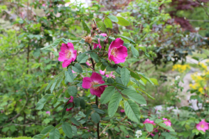 ROSA PENDULINA L. – ALPSKA RUŽA